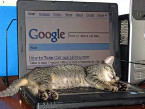 Google privacy e gatti